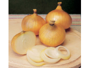 Centurion Onion Sets